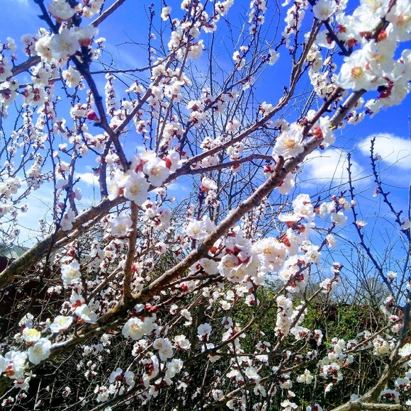 Meet your Posher, Sharlotte - Picture 1 of 1